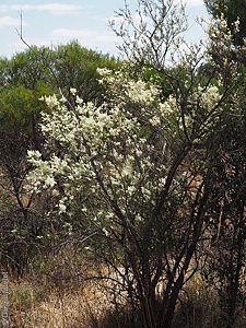 Bursaria spinosa ssp. lasiophylla p Denzel Murfet Rockleigh